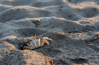 Yengeçler. Kum. Deniz kıyısında. Günaydın.