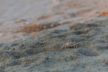 Yengeçler. Kum. Deniz kıyısında. Günaydın.
