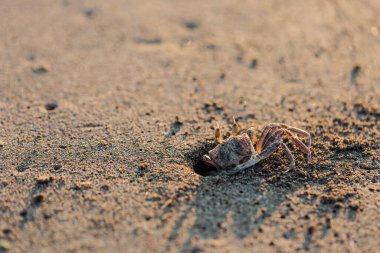 Yengeçler. Kum. Deniz kıyısında. Günaydın.