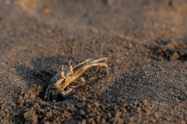 Yengeçler. Kum. Deniz kıyısında. Günaydın.