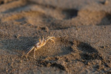 Yengeçler. Kum. Deniz kıyısında. Günaydın.