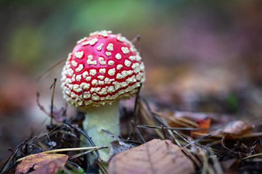 Ormanda zehirli mantar var.