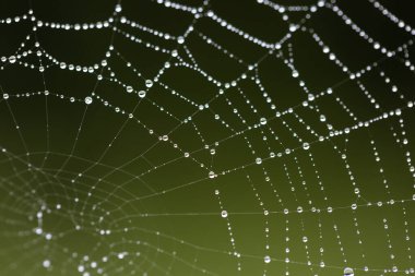 İnternette sabah çiği. Çiy damlaları.