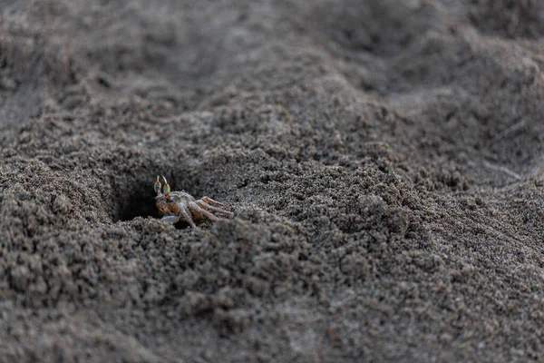 Καβούρια Άμμος Θαλάσσια Ακτή Καλημέρα — Φωτογραφία Αρχείου