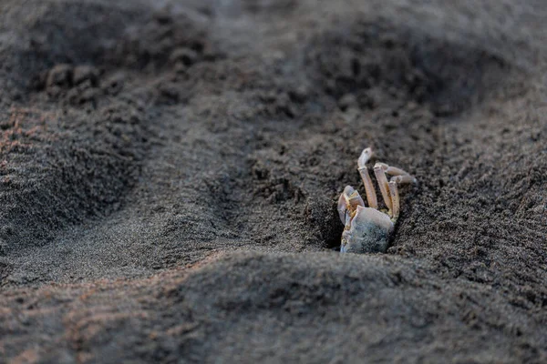 Καβούρια Άμμος Θαλάσσια Ακτή Καλημέρα — Φωτογραφία Αρχείου