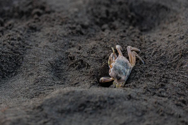Crabs Sand Sea Coast Morning — Stock Photo, Image