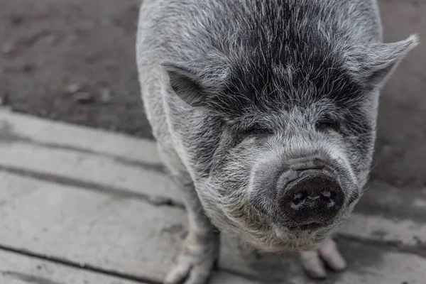 Vietnamese breed of pig. A big, fat pig