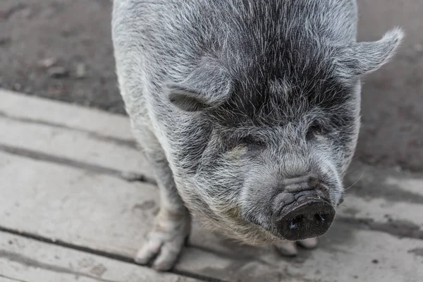 Vietnamese breed of pig. A big, fat pig
