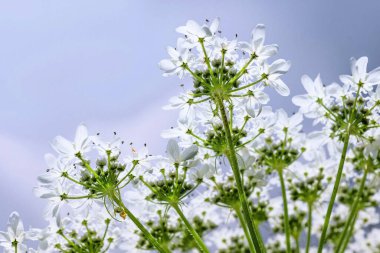 Zehirli ve tehlikeli bir bitki. Herakleum sosnowsky