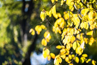 Sarı yapraklar. Sonbahar geldi. Sonbahar. Sezon