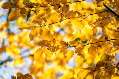 Sarı yapraklar. Sonbahar geldi. Sonbahar. Sezon