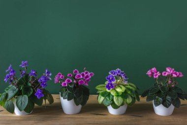 Değişik menekşelerin çiçek açan kolyeleri. Kapalı alan çiçekleri. Saintpaulia