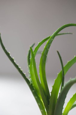 Taze aloe yaprakları. İlaç fabrikası.