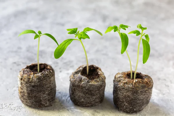 Jeunes Plants Tomates Semis Tomates Dans Des Comprimés Tourbe — Photo