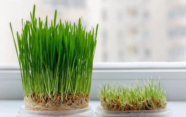 Gras Für Haustiere Auf Der Fensterbank lizenzfreie Stockbilder