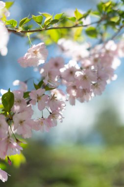 Kiraz çiçekleri. Bahar kartpostalı.