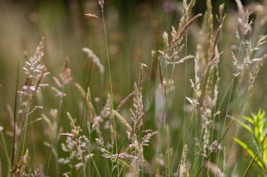 Sanat konusunda hava atan çim arka plan deseni bir çayırda