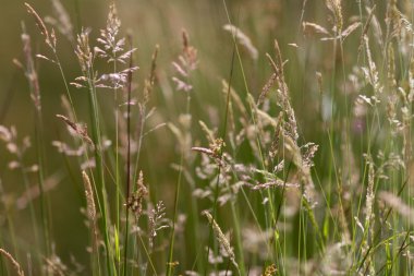 Sanat konusunda hava atan çim arka plan deseni bir çayırda