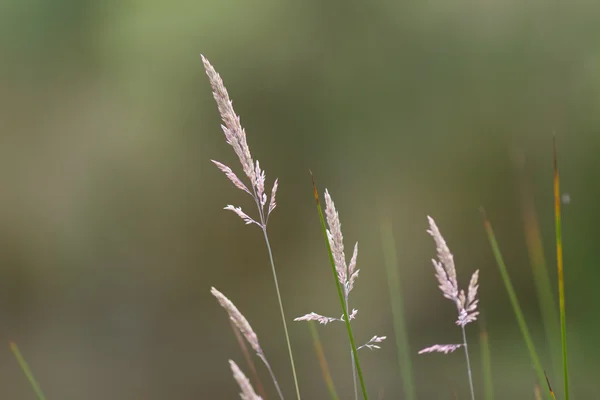 Sığ derinliği alan çim tohumu