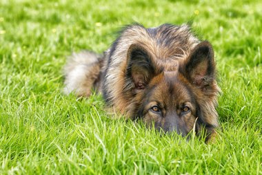 Alman çoban köpeği onun topu ile çimlerin üzerine koydu