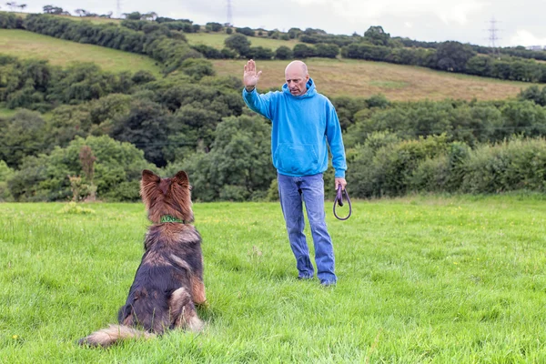 Alman çoban köpek sahibini arıyorum çimlerin üzerine oturdu