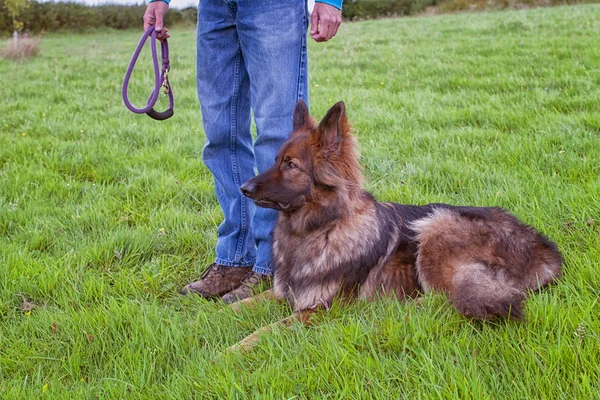 Dog off lead laid down by owner — Stock Photo, Image