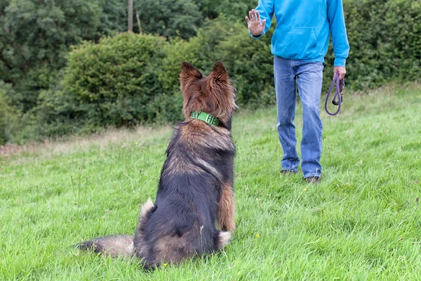German Shepherd Dog sat on grass looking at his owner — Stock Photo, Image