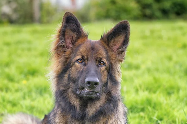 Kopfschuss eines Schäferhundes — Stockfoto