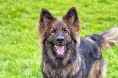 Alman çoban köpek havlıyor heyecanlı