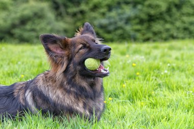 Alman çoban köpeği onun topu ile çimlerin üzerine koydu