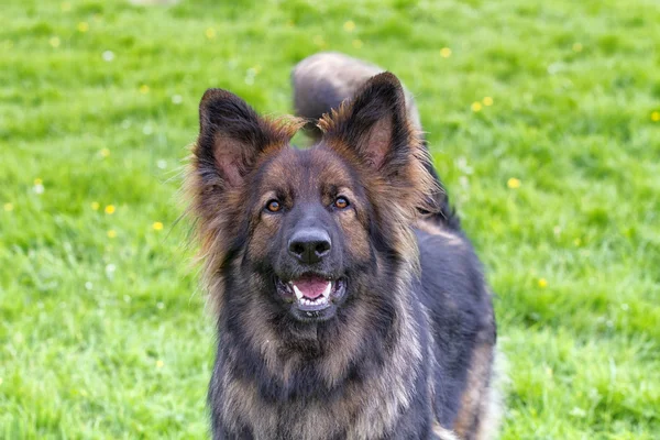 Alman çoban köpek havlıyor heyecanlı
