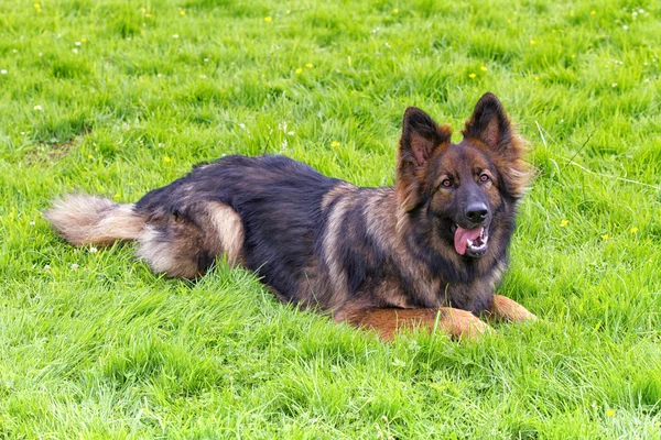 Playful German Shepherd Dog laid on grass — Stock Photo, Image