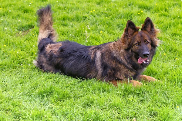 Giocoso pastore tedesco Cane posato sull'erba — Foto Stock