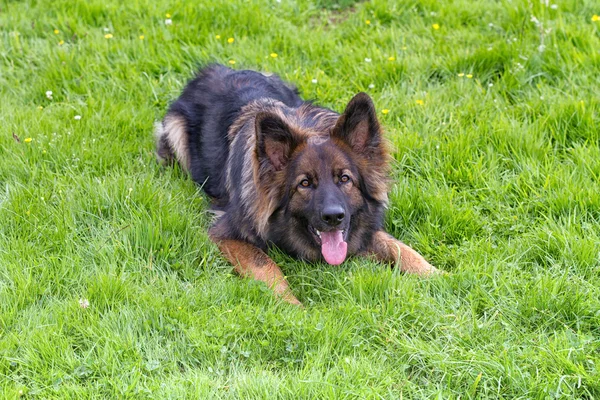 Brincalhão pastor alemão cão colocado na grama — Fotografia de Stock