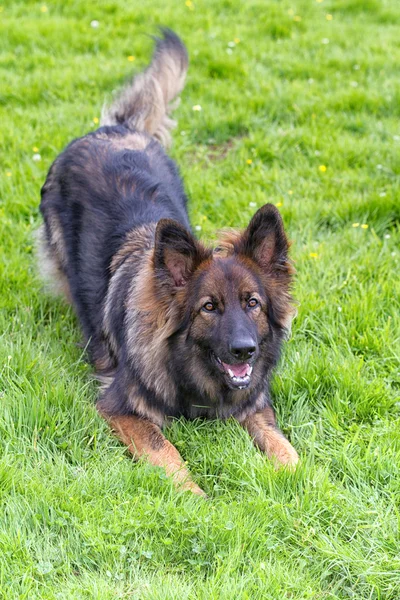 Alman çoban köpek oyun yay yapıyor çimenlerin üzerinde koydu