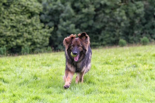 Alman çoban köpeği onun topu ile dönen