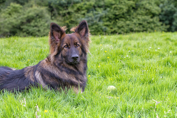 German Shepherd Dog laid on grass with his ball