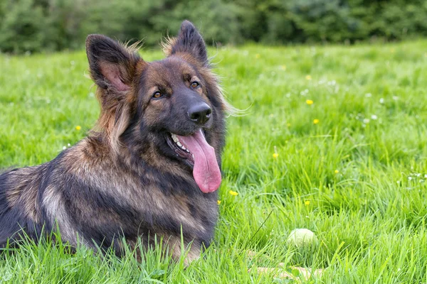 德国牧羊犬放在与他的球草 — 图库照片