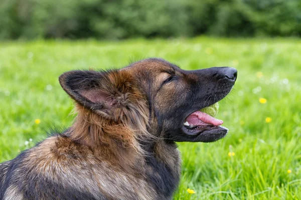 Pastor alemán Perro acostado en la hierba con su pelota — Foto de Stock