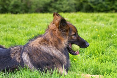 Alman çoban köpeği onun topu ile çimlerin üzerine koydu