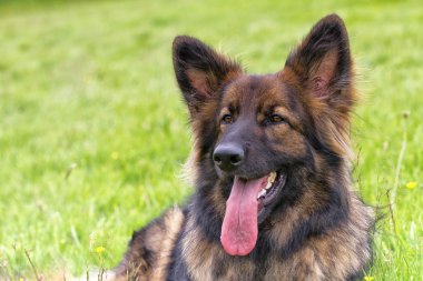 Alman çoban köpek çim üzerinde koydu