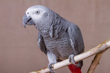 Bir somun yeme Afrika gri papağanı