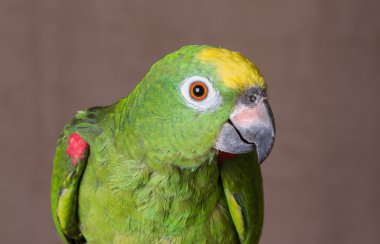 Sarı taç Amazon papağanı kafa vurdu