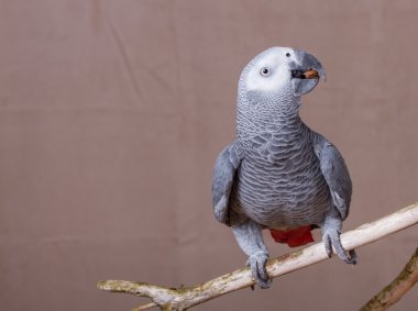 Bir somun yeme Afrika gri papağanı