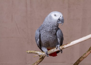 Afrika gri papağanı doğal ahşap levrek durdu