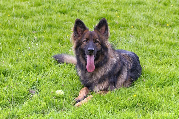 Alman çoban köpeği onun topu ile çimlerin üzerine koydu