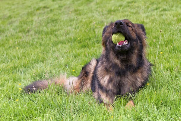 德国牧羊犬放在与他的球草 — 图库照片