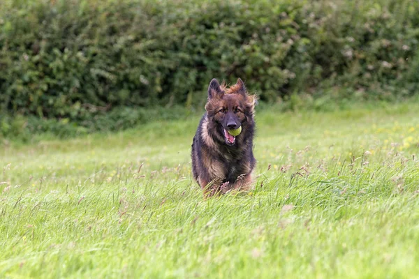 Tysken Fåraherde hund återvända med sin boll — Stockfoto