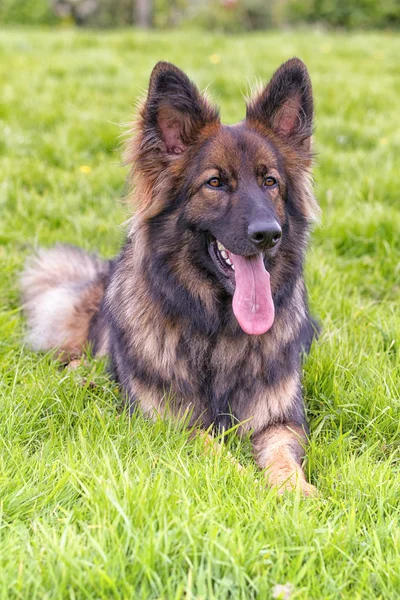 Alman çoban köpek çim üzerinde koydu