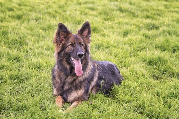 Alman çoban köpek çim üzerinde koydu